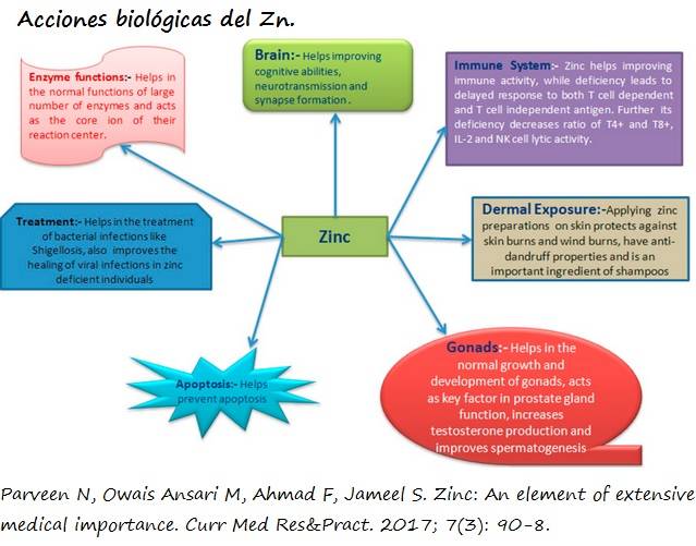 Cuadro ilustrativo con las principales funciones del Zn