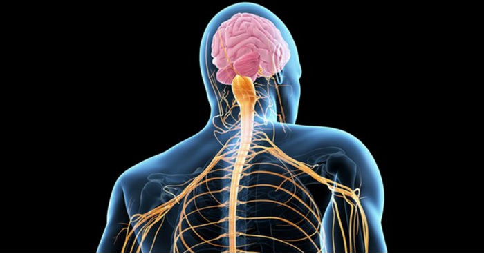 Representación gráfica de la vista dorsal del sistema nervioso central (cerebro y médula espinal) de un ser humano
