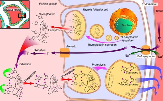 Síntesis y secreción de las hormonas tiroideas