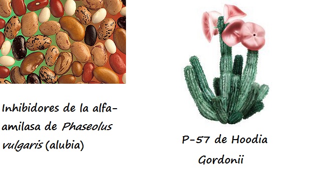 Dos im&aacute;genes: Phaseolus vulgaris (alubia/jud&iacute;a) y Hoodia Gordonii (planta con apariencia de cactus) y los pricipios activos de las mismas: faseolamina y P57 respectivamente