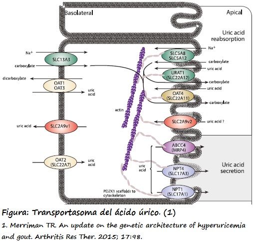 Localización de los genes que codifican para proteínas transportadoras de ácido úrico,  ubicadas en el túbulo renal proximal