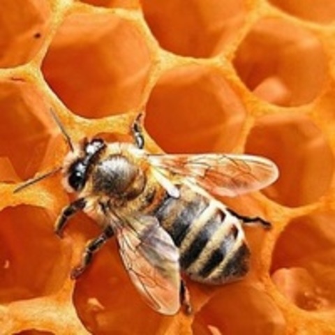 Fraude de la miel, colapso de las abejas y desinformación del ciudadano: una problemática creciente.