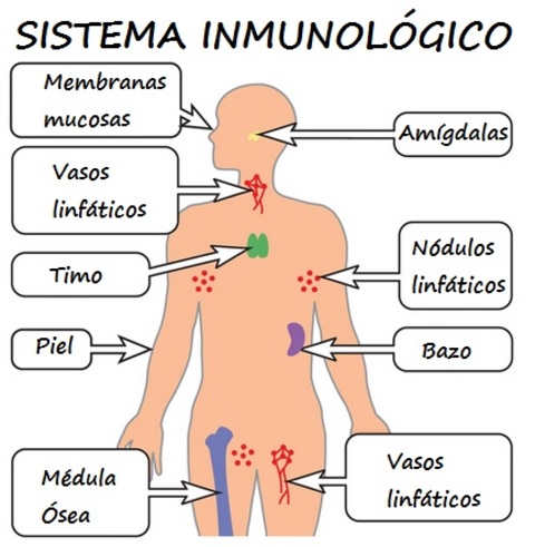 Suplementos nutricionales potenciadores, reforzadores, estimuladores  naturales del sistema inmune