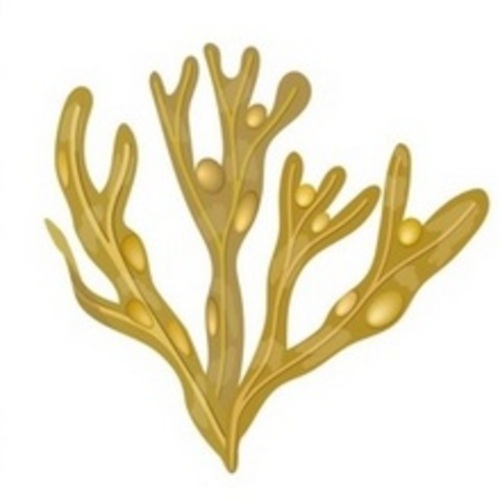 Suplementos para perder peso. ¿Son eficaces? Fucus vesiculosus.