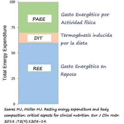 Que és el Gasto Energético en Reposo (REE)