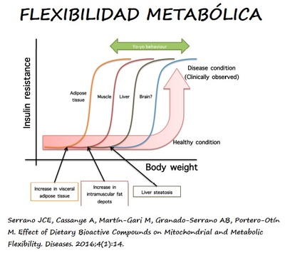 ¿Qué es la flexibilidad metabólica?